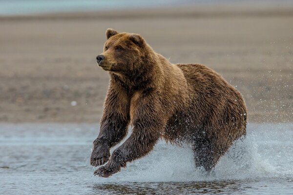 Grizzly bear swims in the lake