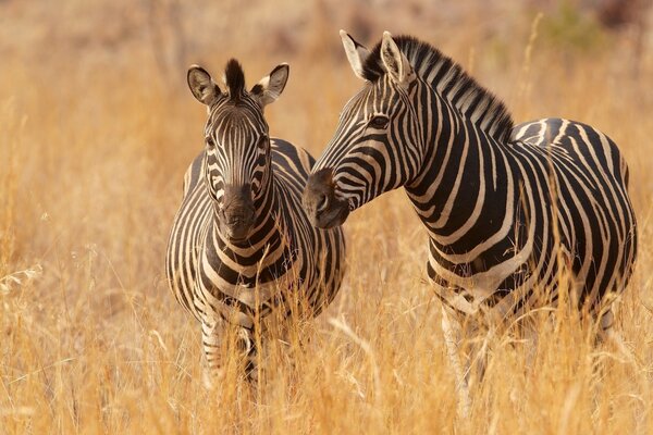 Zebras grasen friedlich im Gras der Savanne