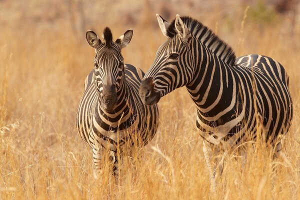 Zebras graze peacefully in the grass of the savannah