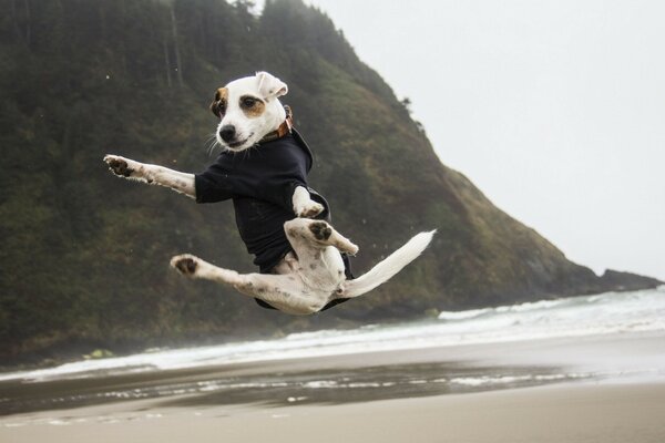 El salto de Jack Russell en la playa