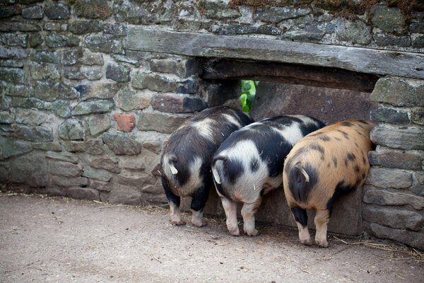 Three little pigs are standing in the wall