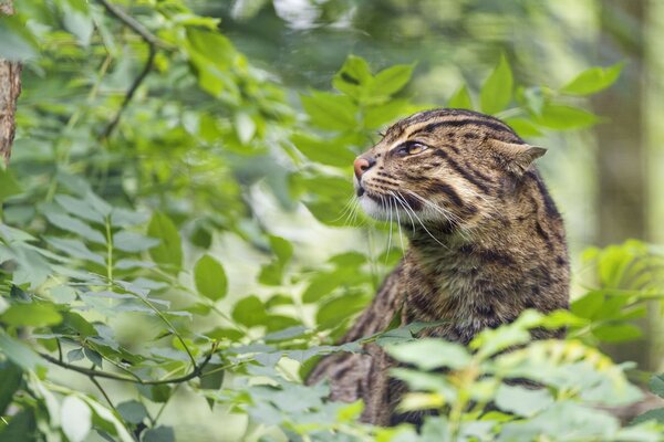 Le chat sauvage des esclaves dans le feuillage