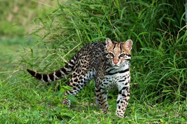 Fond d écran chat Ocelot dans l herbe