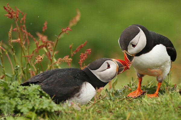 Amor entre callejones sin salida. Son aves