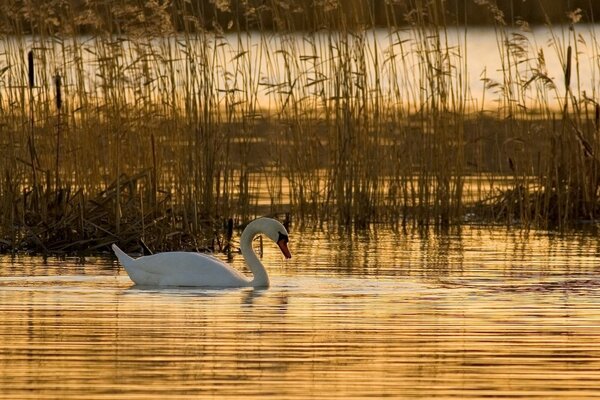 A white swan swims in a pond