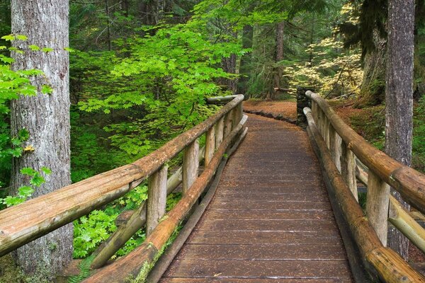 A path in the trees. Bridge in the forest