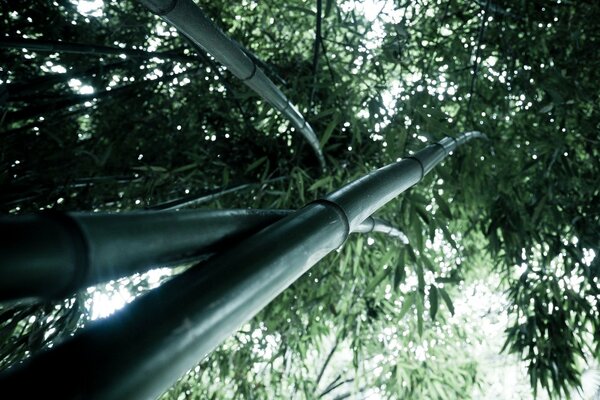 Bamboo trunks. Lush green foliage