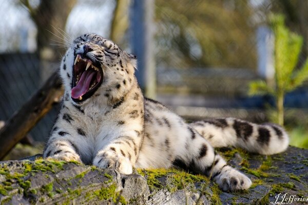 Flauschiger Leopard grinst am Baum