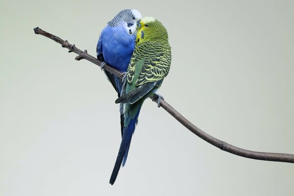 Perruches ondulées couple assis sur une branche