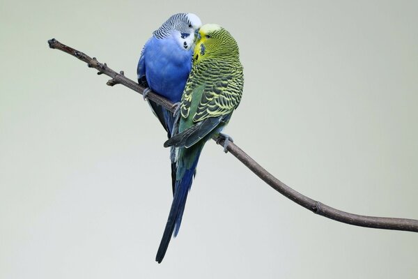 Волнистые попугайчики парой сидят на ветке