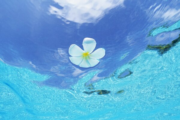 A flower in the water in the Maldives