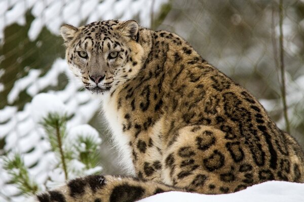 Chat sauvage léopard dans la forêt