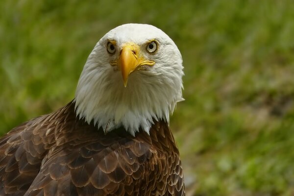 A big bird with a yellow beak