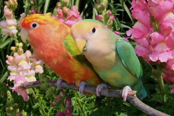 Pareja de pericos enamorados rodeados de flores