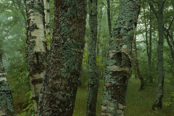 Árboles abedul hierba bosque