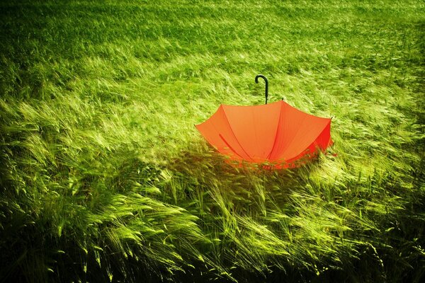 Orange umbrella among green grass
