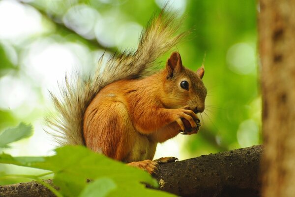 A red squirrel holds a nut