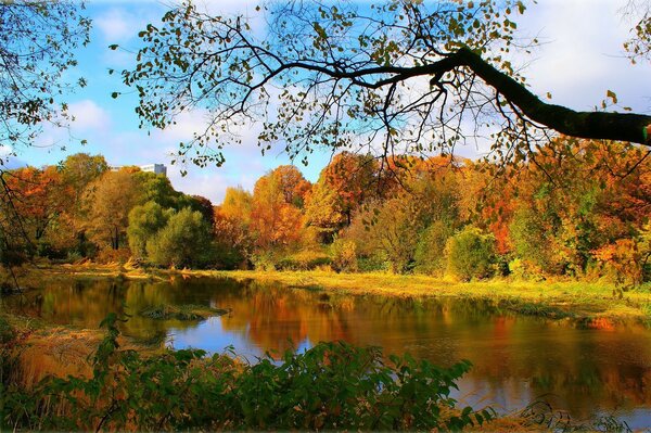 Árbol sobre el río en el bosque de otoño