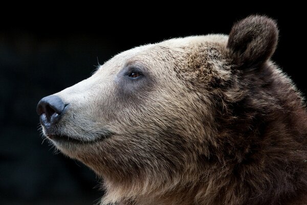 Orso bruno di profilo su sfondo scuro