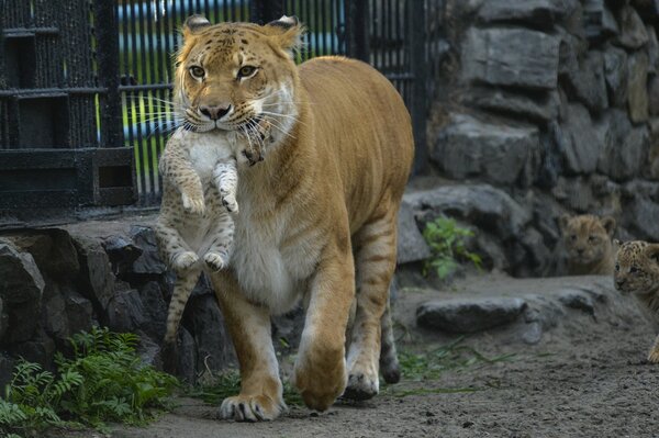 Mother tigress carries a cub