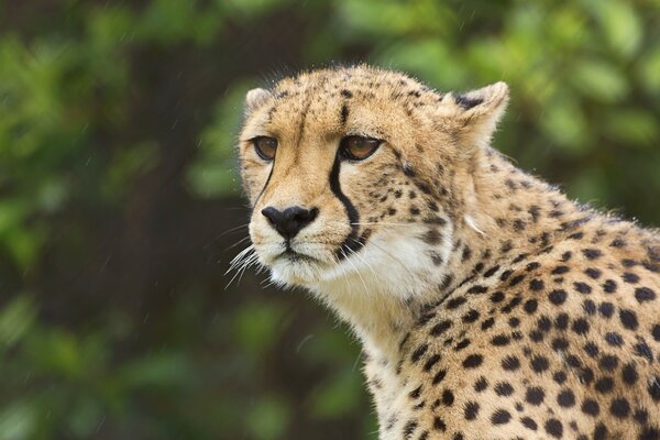 Portrait of a wild cat Cheetah