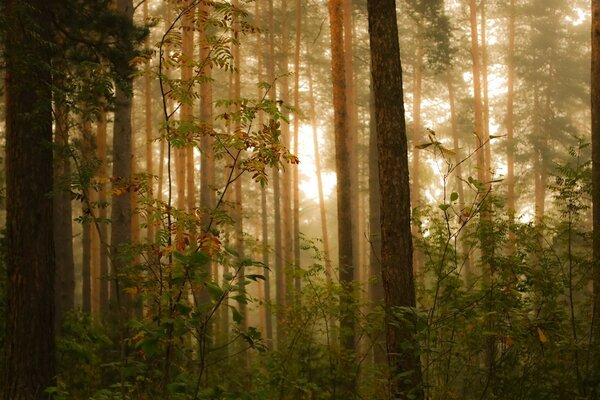 Summer sunny forest at dawn