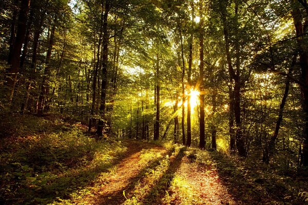 Los rayos de luz se abren paso a través de los árboles en el bosque