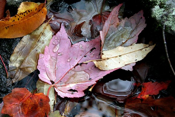 Hojas caídas en un charco. Otoño