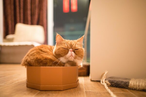An exotic cat sleeps in a box