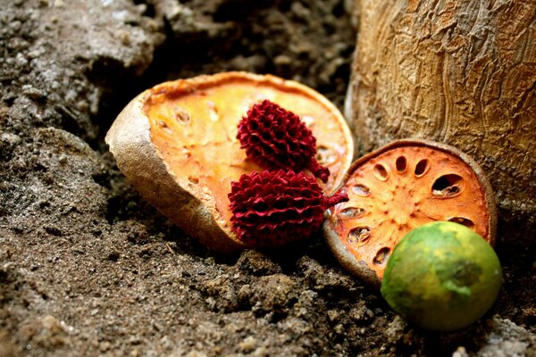 Fruits of fruits lying on the ground