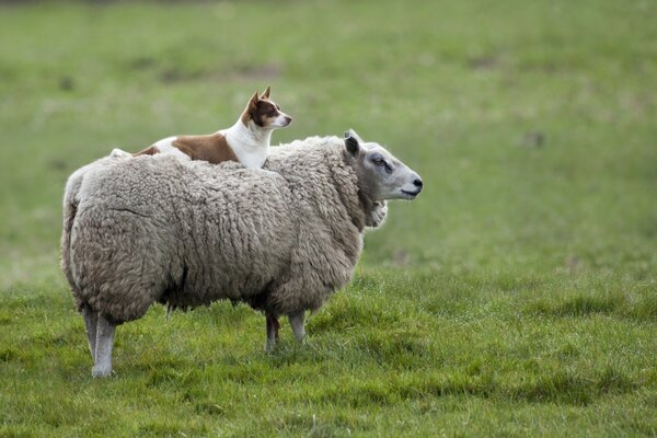 Собака друг овцы фото на лугу