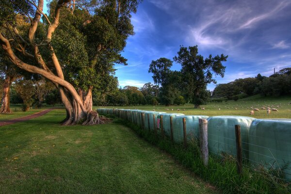 Image des arbres dans l âme près de la clôture