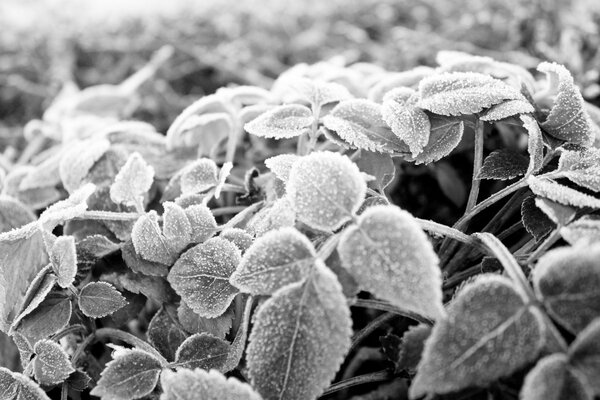 Black and white leaves in white frost
