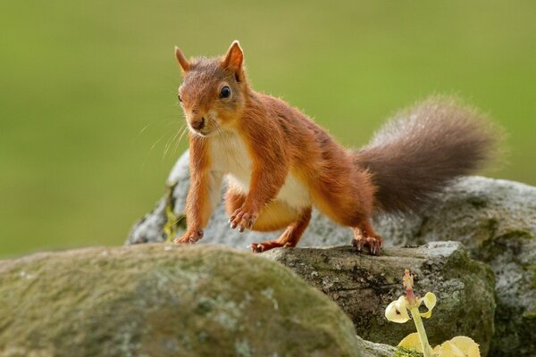 Beautiful squirrel in the wild