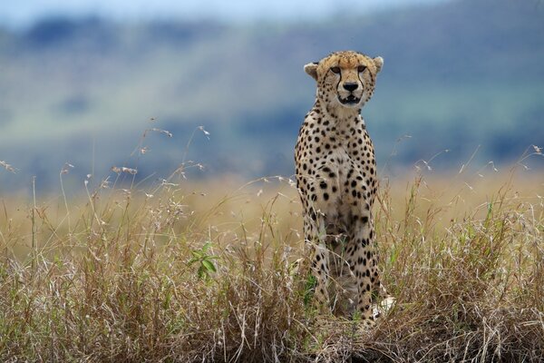 Gepard sitzt im trockenen Gras