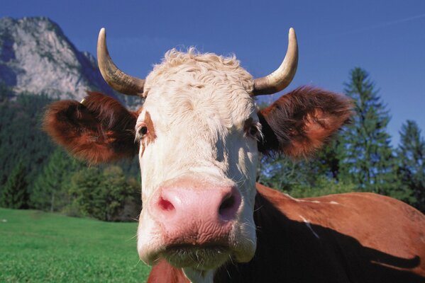 Vache paissant dans une Prairie sauvage