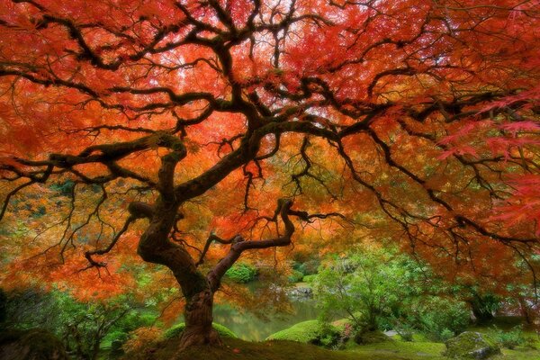 A beautiful image of a tree on the background of autumn