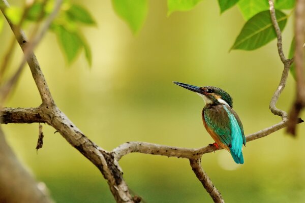 Emerald kingfisher on a branch with green leaves