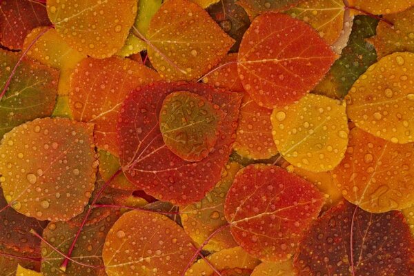 Colorful fallen autumn leaves after rain