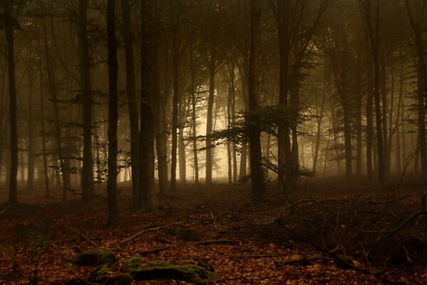 Autumn forest. Fog and sunset