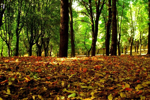 Gefallene Blätter im Herbstwald