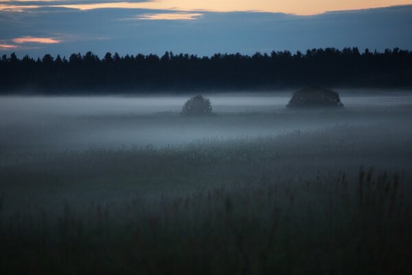 The forest clearing is shrouded in fog