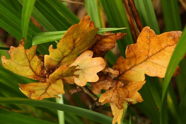 Dry autumn leaves for application