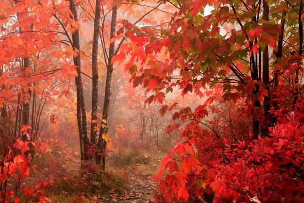 Красные листья на деревьях в лесу