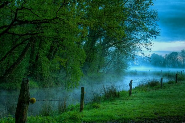 Wood water mist grass