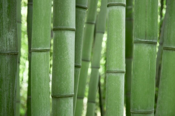 Plante préférée de Panda-bambou vert