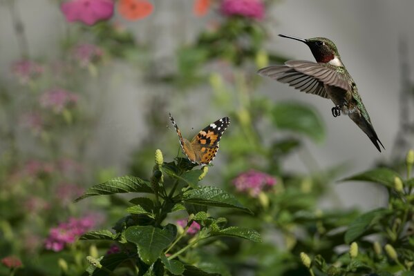 Colibrí en vuelo sobre una hermosa flor