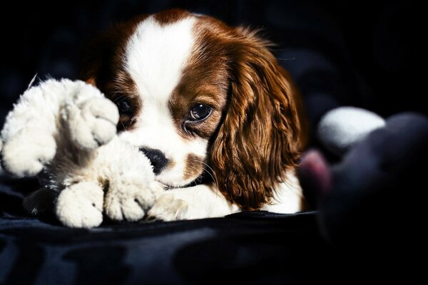 Spaniel umarmte sein Lieblingsspielzeug