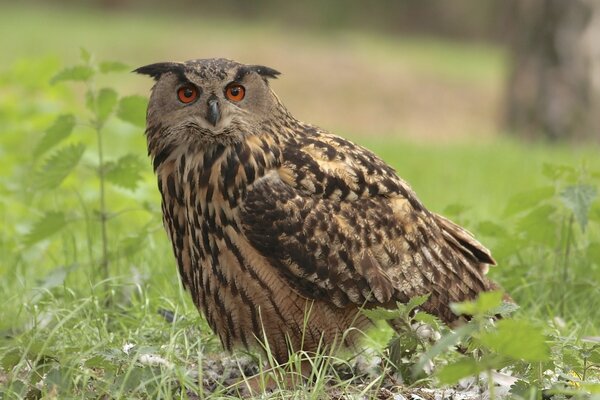 The owl with red eyes is hunting