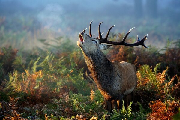 Deer with branched horns in the autumn forest